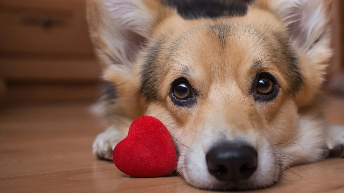 Köpeğinize Onu Sevdiğinizi Göstermenin En Kolay Yolları