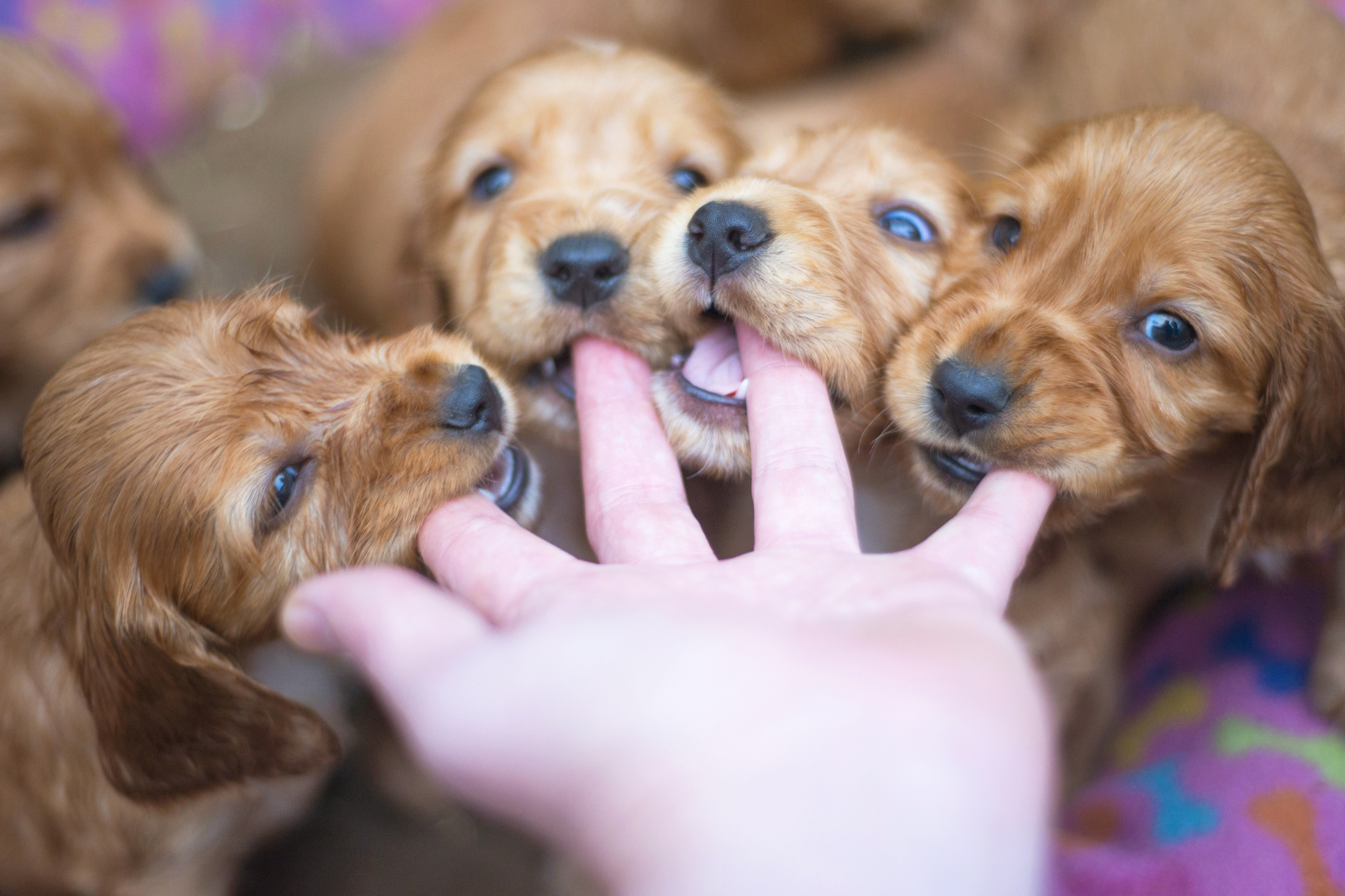 Yavru Köpeğiniz Isırıyor mu ??